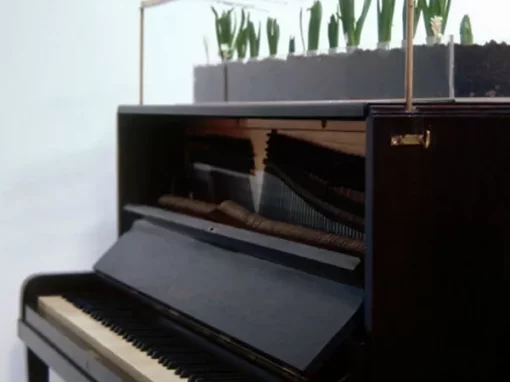 Piano Arrangement for Twelve Hyacinths